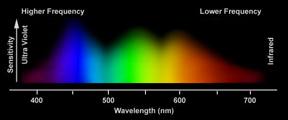 Human deals visible spectrum