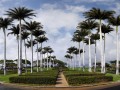 pano palm trees