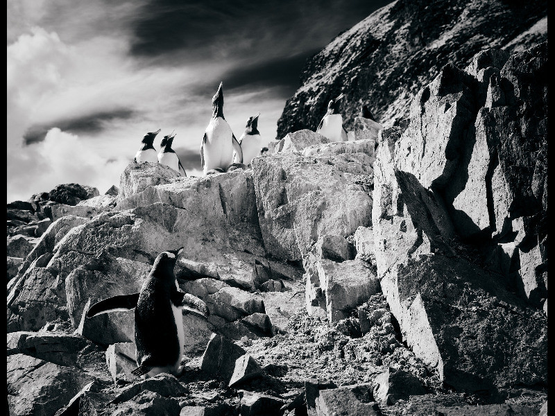 osceola refetoff all eyes on the sky antarctic peninsula 2020sm